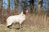 SETTER ANGLAIS 074